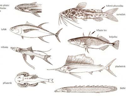 (9) pelvic fins (paired) (10) pectoral fins