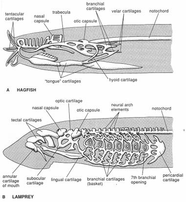 CAUDAL FIN Based
