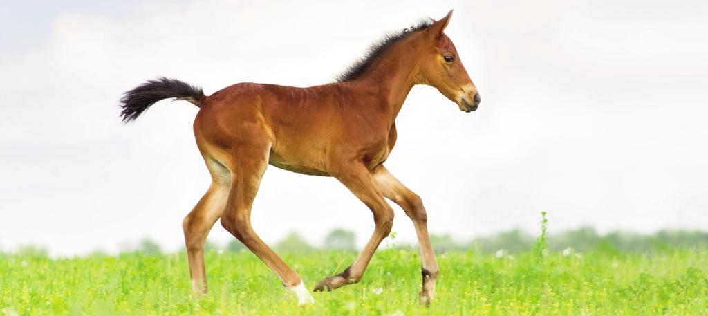 FOALS Country Thoroughbred Foals Registered in 2014 Thoroughbred Foals Registered in 2015 Thoroughbred Foals Registered in 2016 8 Total registered foals Number of colts Number of fillies Total