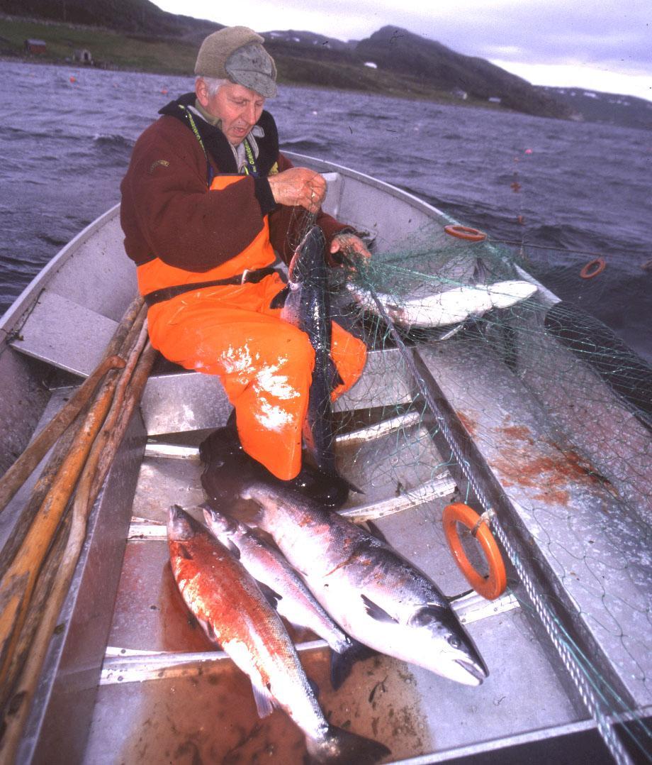 Estimated number of salmon in the catch 110000 100000 90000