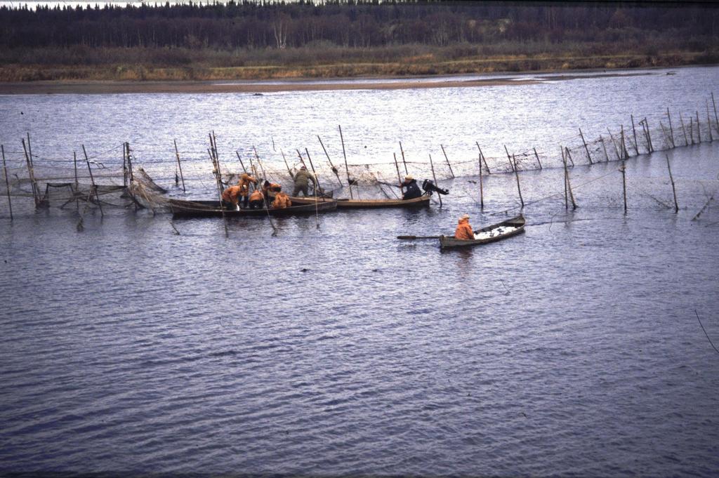 The kola peninsula rivers reliable information about ascending salmon since 1959 fish trap in river Varzuga closing the river every second -> third day