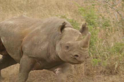 Black rhino hunting quotas approved populations, valuable breeding females and calves may be injured or even killed as well as other males, as appeared to have been the case in Pilanesberg National