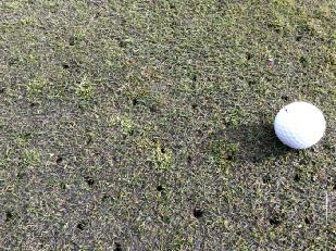 Figure 3: Grass cover on the 16 th green was quite thin and annual meadowgrass populations have invaded considerably over the last year.