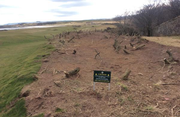 Heather regeneration/planting work has been very successful in areas of the course and ideally this should be extended further to enhance the heathland character of the course.