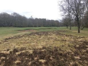 area look less planted and more like the indigenous heather areas on the course.