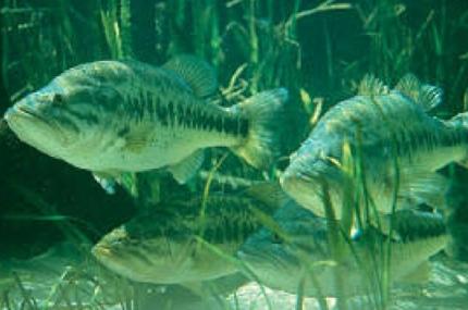 300 largemouth bass (Micropterus salmoides), 300 channel catfish (Ictalurus punctatus), 900 blue gill (Lepomis macrochirus), 350 redear sunfish (Leopomis microlophus), 100 yellow perch (Perca