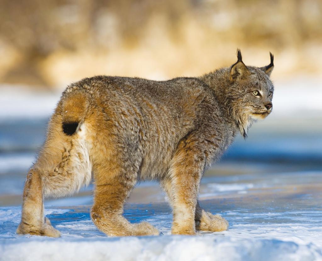 Canada lynx Closer lynx and bobcat monitoring Producing harvest status