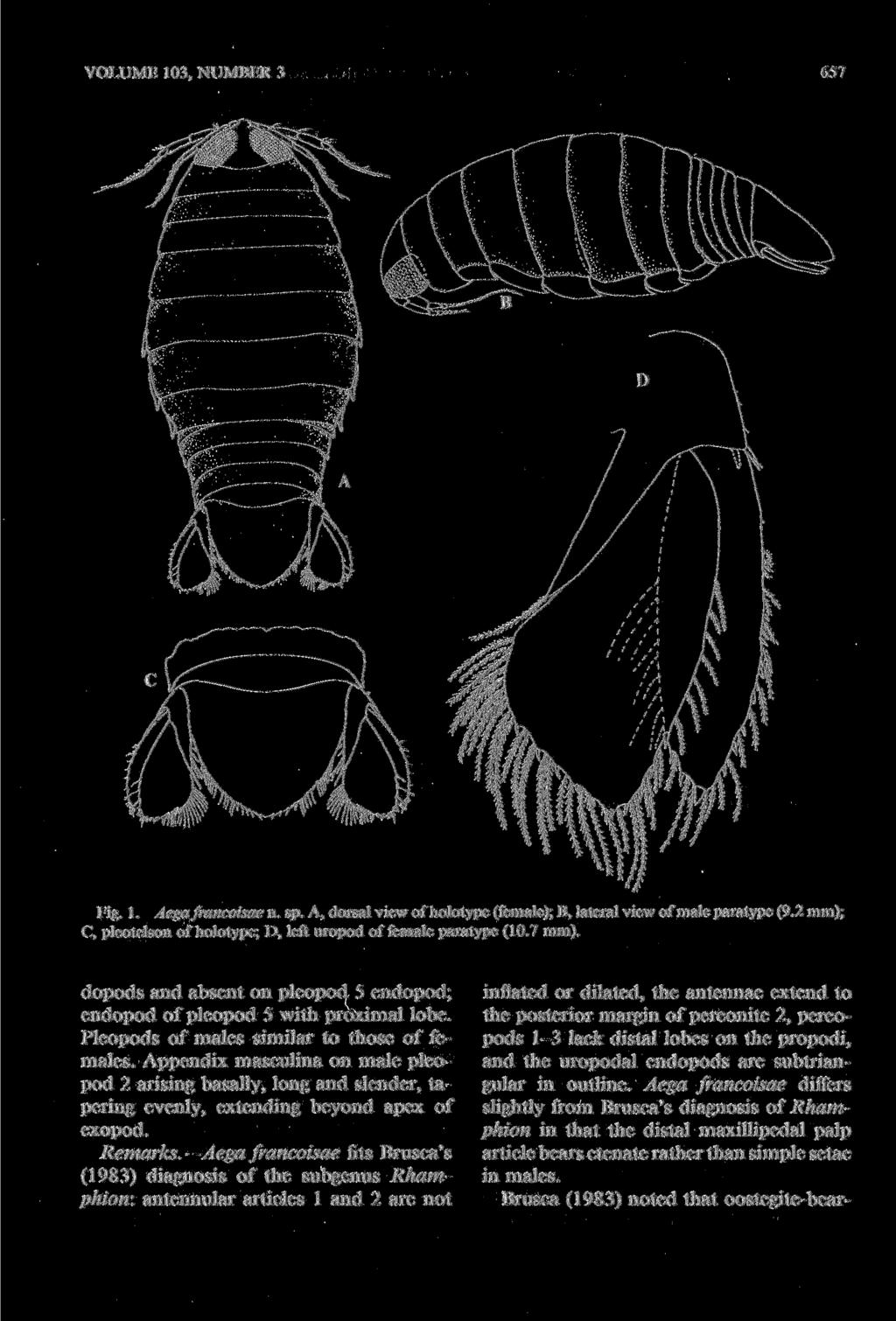 VOLUME 103, NUMBER 3 657 Fig. 1. Aega francoisae n. sp. A, dorsal view of holotype (female); B, lateral view of male paratype (9.