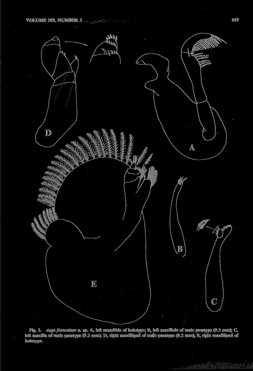 VOLUME 103, NUMBER 3 659 Fig. 3. Aega francoisae n. sp. A, left mandible of holotype; B, left maxiuule of male paratype (9.