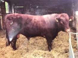 SPECIAL SPRING SALE OF BREEDING CATTLE FRIDAY 11 TH MAY 2018 SALE TO COMMENCE AT 12.
