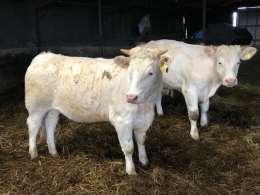 COWS & CALVES 37 IN CALF COWS AND HEIFERS 5080 STORE CATTLE & BULLING HEIFERS All from local Yorkshire