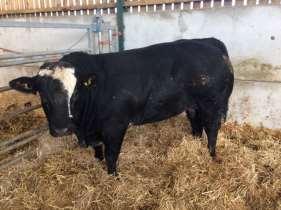 IT &JB Arksey, Rillington Animal Breed DOB Sex of Cow Served