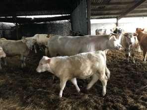 Sire: Wilodge Goldcard Lupton Bros, Ampleforth Animal Breed DOB Details 1 Stock Bull Pedigree BA 26/01/2015 RT Ward, Allerton breeding COWS AND CALVES Further details will be available on