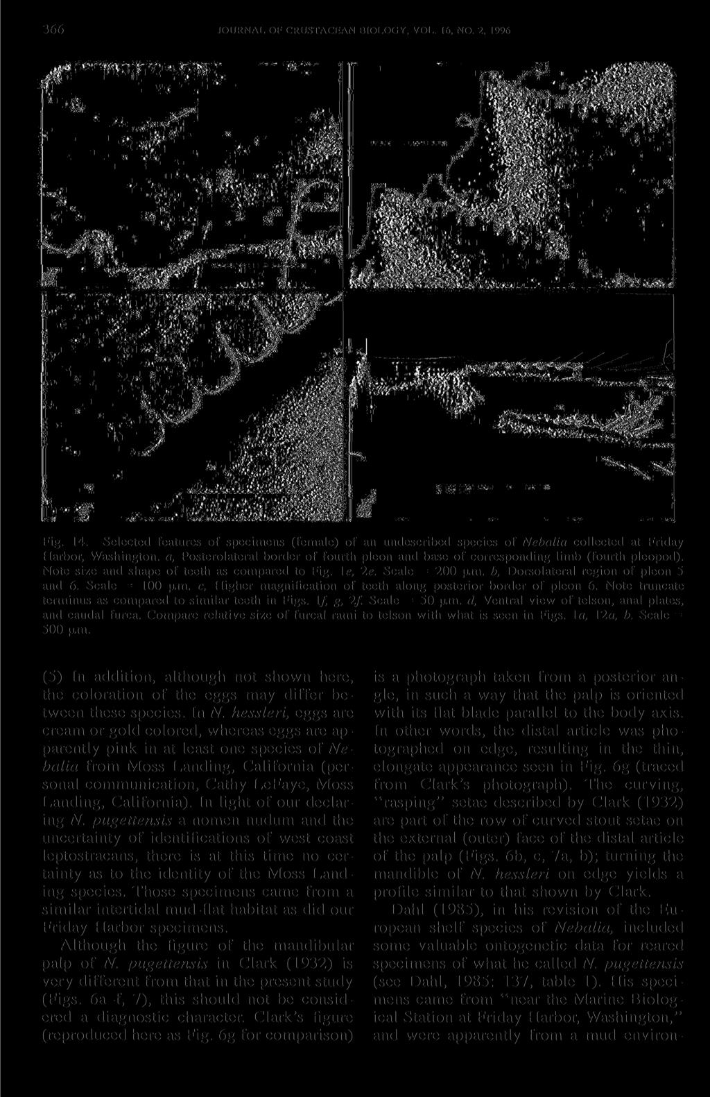 366 JOURNAL OF CRUSTACEAN BIOLOGY, VOL. 16, NO. 2, 1996 Fig. 14. Selected features of specimens (female) of an undescribed species of Nebalia collected at Friday Harbor, Washington, a.