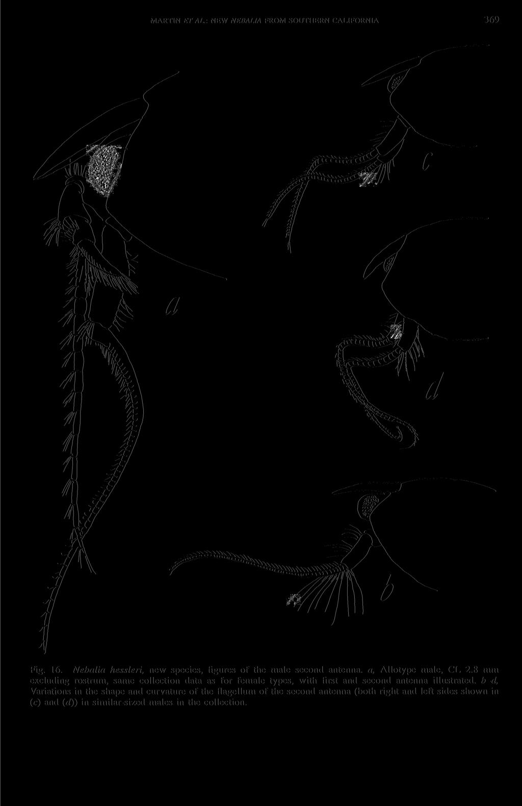 MARTIN ET AL: NEW NEBALIA FROM SOUTHERN CALIFORNIA 369 Fig. 16. Nebalia hessleri, new species, figures of the male second antenna, a. Allotype male, CL 2.