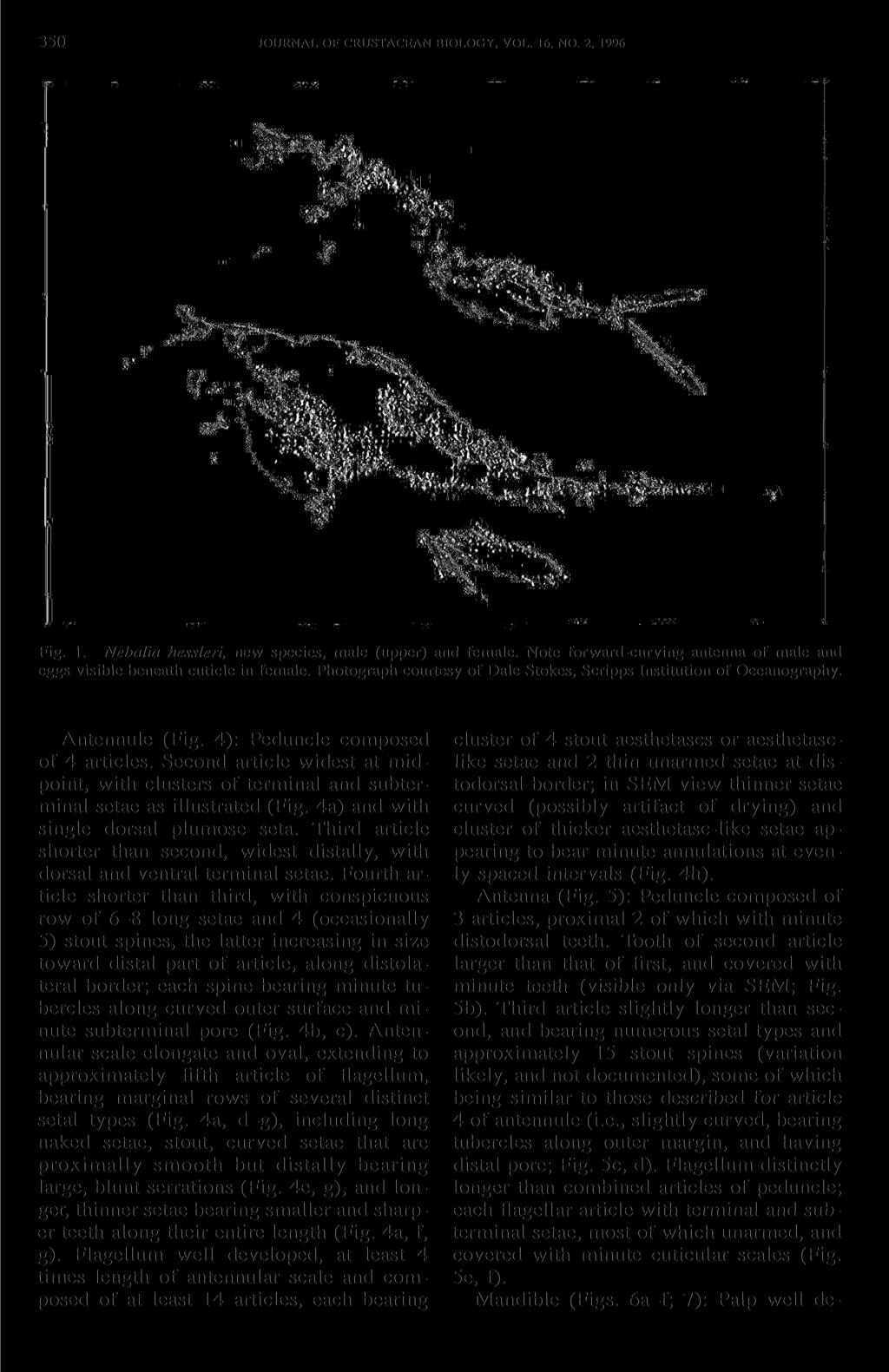 350 JOURNAL OF CRUSTACEAN BIOLOGY, VOL. 16, NO. 2, 1996 Fig. 1. Nebalia hessleri, new species, male (upper) and female. Note forward-curving antenna of male and eggs visible beneath cuticle in female.