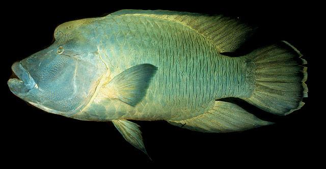 1 Latin: Epinephelus fuscoguttatus FAO: Brown-marbled grouper PNG: big mouth Figure 1.