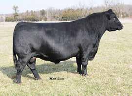 Herdsires Selling 25 Angus & 11 Charolais Sale Features