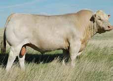 Reference Sires Ellingson s Identity 9104 - Reference Sire A Owned by Carstens Farms, Ltd., Ellingson Angus of North Dakota, and Maher Ranch of South Dakota.
