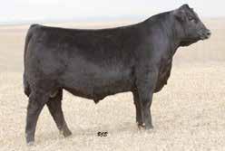 and around the world from Australia to Kazakhstan. He has good performance and a great disposition. He is leased to Genex. Semen is in tight supply.