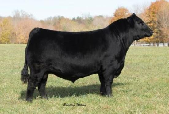 CCC Womack Ace B505 (5 Units) 18089308 Donor: Destiny Angus Farm, IL *Buyer will pick up at Atlantic National, MD* Musgrave Aviator (5 Units) 17591513 Donor: Musgrave Angus, IL DOB: 10/10/14 EXAR