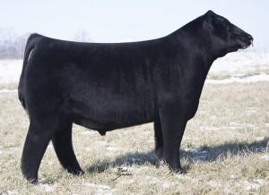 BCII MLA Next Up 015 (5 Units) 18287699 Donor: BCII Show Cattle, IN HF Black Ace 30B (10 Units) 17591513 Donors: Pleasant Valley Farms, MD DOB: 3/14/15 Famous 7001AAA Gambles Hot RodAAA