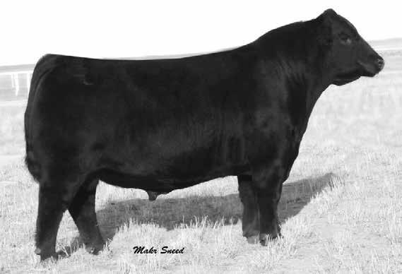Barstow Cash Sire of Lots 78-80 78 Miss Thunderbird 406B - Angus Mr Cash 406E Angus Birth Date: 3/23/2017 84 785/98 1293/96 4.3 A smooth made Cash son that will work well on heifers.