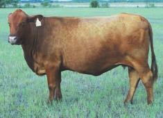 LOT 59 Ms R2 Cow 7L2 R#: 123421 Calved: 12/10/01 Red Brangus Percentage: BR 37.5% Herd ID: 7L2 Pair Will calve by sale day to Sureway s Red Jack 213L.
