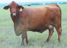 LOT 63 Miss DHF S 23/0 R#: 113451 Calved: 1/5/00 Red Brangus Percentage: BR 34.3% Herd ID: 23/0 Pair Eight months safe in calf to R2 Heaven Sent 140M.