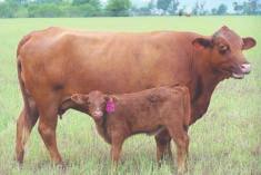 LOT 73 Ms. R2 Gold Dividend 242/0 R#: 118774 Calved: 9/12/00 Red Brangus Percentage: BR 28.1% Herd ID: 242/0 Pair Will calve by sale day to Mr. R2 A13L. 242/0 is an M&M bred 1/4 blood.