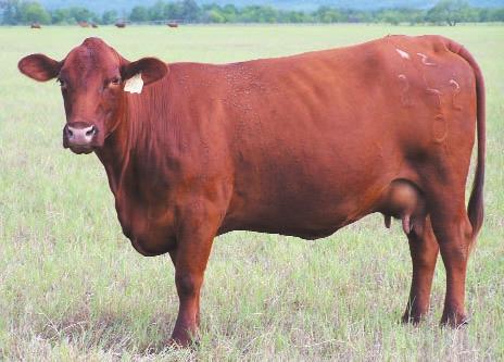BW 68 lbs. 295M is the dam of one our show bulls and she has plenty more left in her. Windac Mr. Predominant Mr. HS New Style 155/21 Miss H.S. 155/9 M&M Style 571/6 RDN Dan 5/4 M&M Ms.