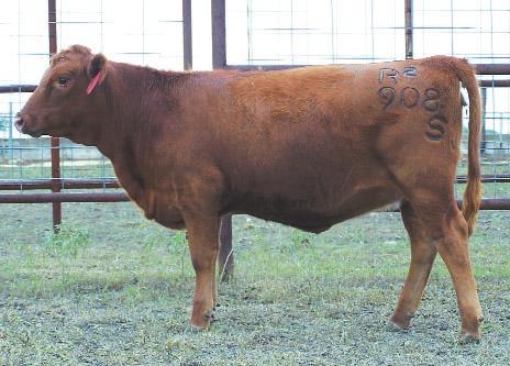 LOT 14 R2R Dionise 27S R#: pending Calved: 2/22/06 Red Brangus Percentage: BR 37.