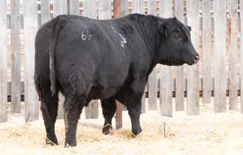 Last summer Final Answer passed 500,000 in semen sales, so obviously somebody else liked him. He sure seems to pass his great look onto his progeny.