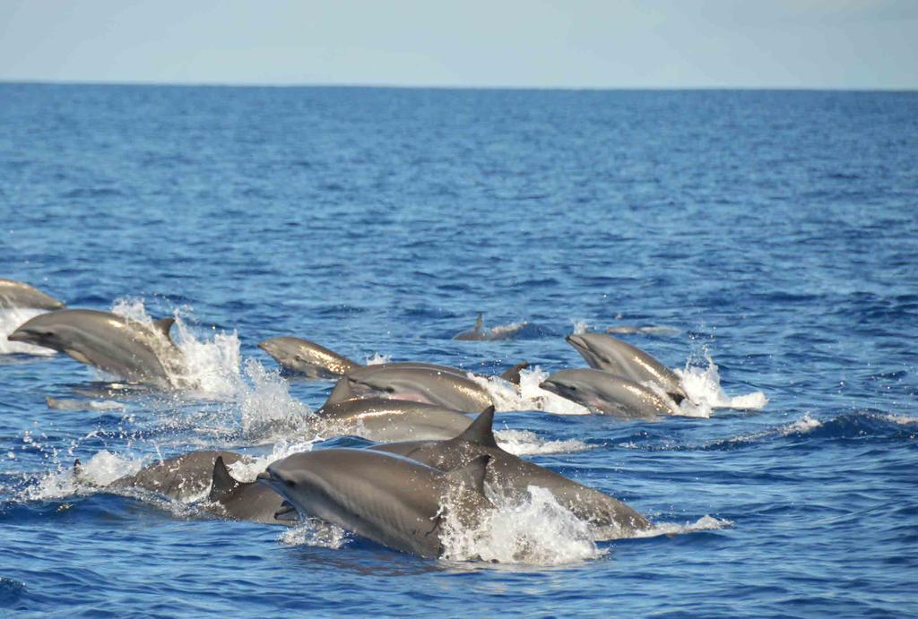 OVERARCHING PRINCIPLES AND BEST PRACTICE GUIDELINES FOR MARINE MAMMAL WATCHING IN THE WIDER CARIBBEAN REGION (WCR) Group of Frasers Dolphins Kiszka Jeremy The people of the Wider Caribbean Region