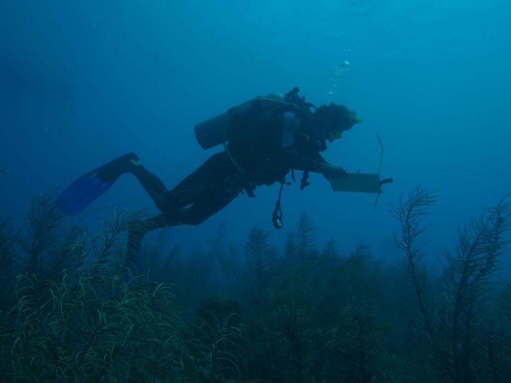 Diver attempting to