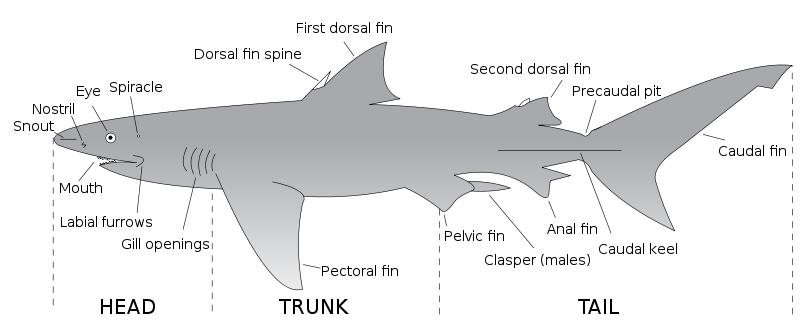 Grosser Weisser Hai (Carcharodon cacharias).