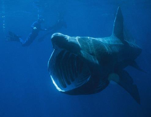(2006). Basking shark.