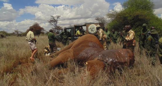 HUMAN- WILDLIFE CONFLICT Human- wildlife conflict (HWC) takes two primary forms across the Big Life area of operation. One type of HWC is raiding of crops by wildlife, largely elephants.