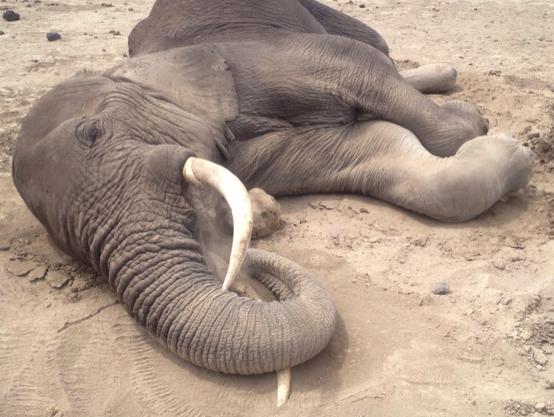 In November 2 elephants died of unknown (believed to be natural) causes (image below). In one case the elephant was anesthetized by KWS after recovery was deemed impossible.
