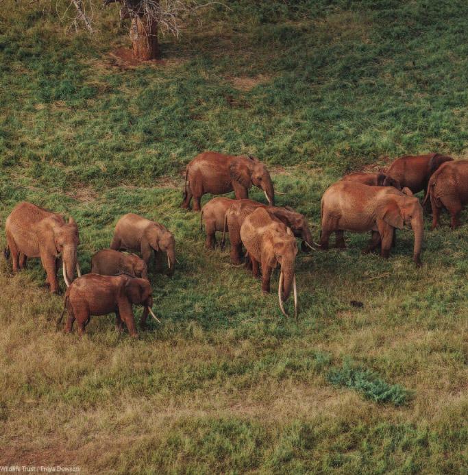 DSWT CONSERVATION PROGRAMS The David Sheldrick Wildlife Trust takes a 360-degree approach to conservation, operating six key programs