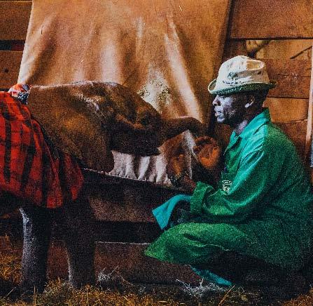 DSWT USA S IMPACT BY THE NUMBERS Here