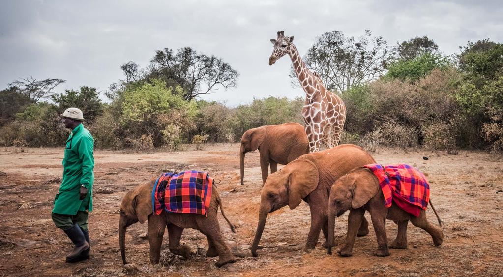 WAYS TO GIVE Your contributions allow DSWT USA to provide a steadily increasing level of financial support to the DSWT and its lifesaving programs.