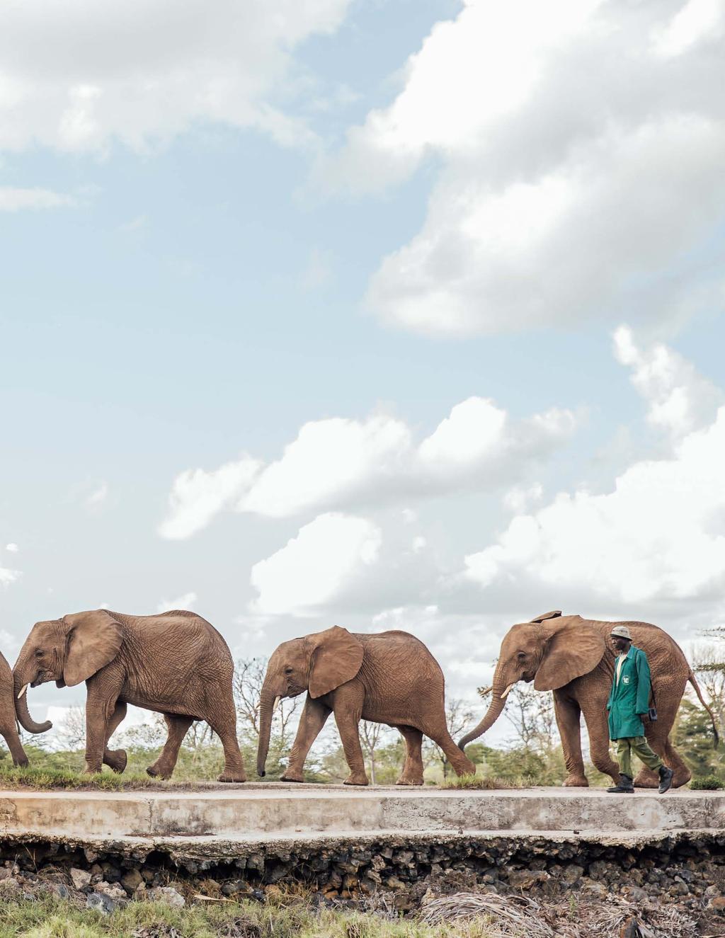As the first warden of Tsavo East National Park, David Sheldrick charted a new course for conservation in Kenya, securing wilderness, studying flora and fauna, and combating poaching and other