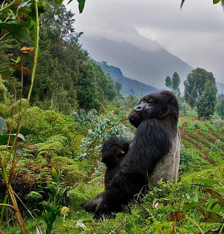 Deeper Rwanda DAY BY DAY ITINERARY gorilla and chimpanzee safari with private guide info@deeperafrica.