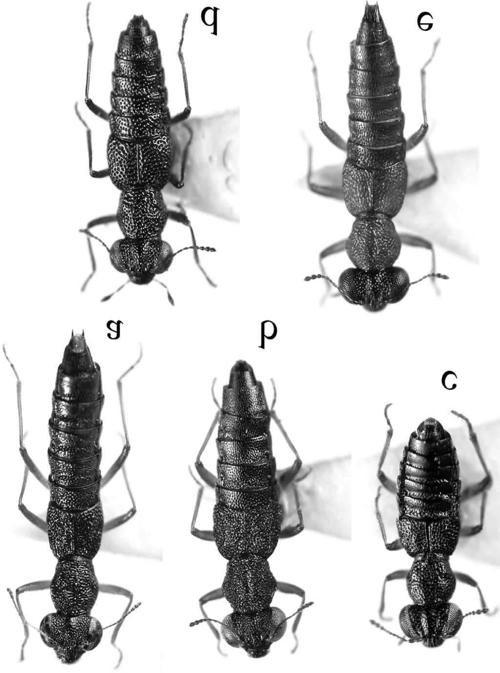 ENTOMOL. FENNICA Vol. 20 Five new Stenus species from China 193 Fig. 1. Adult habitus. a.stenus (Hypostenus) hui sp. n., female. b. S. (Hypostenus) alioventralis sp. n., female. c. S. (Hemistenus) fortunatoris sp.