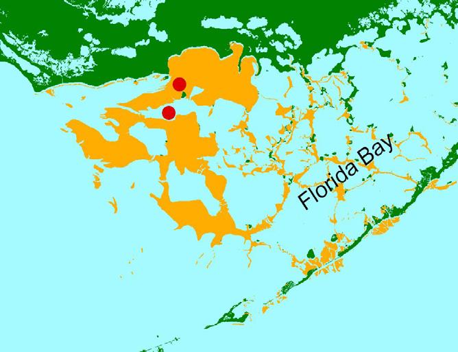 Evidence for flood-tidal transport into the Bay interior Postlarvae 2-hr -1 Postlarvae hr -1 5 4 3 2 1 1 8 6 4 2 St.4 h 19h 21h 23h 1h 3h 5h 7h July 6-7, 25 Sta.