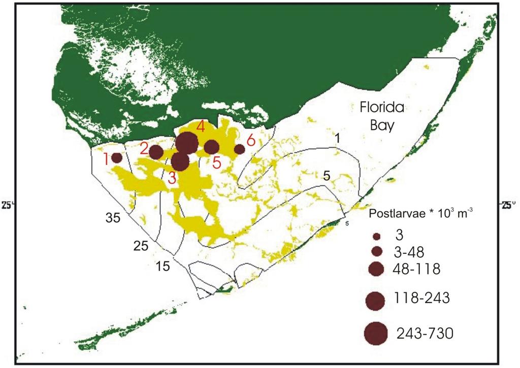 Highest postlarval concentrations were at midtransect stations in shallow
