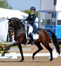 Competing and training horses from International young horse classes