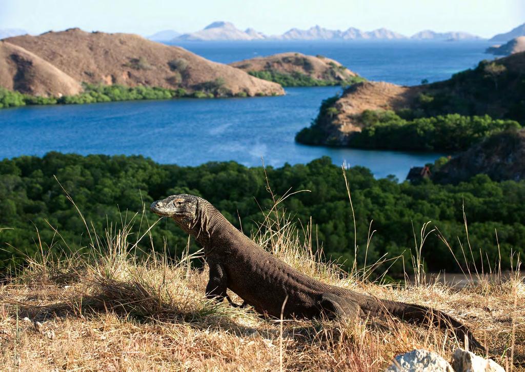 DAY 5 RINCA After breakfast, a short trip in the tender takes us to Komodo Island, where