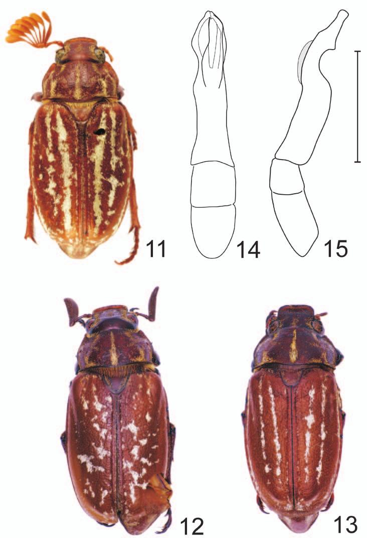 Review of the subgenus Polyphylla (Granida) from continental Asia... 73 Figures 11 15. Polyphylla (G.) jessopi 11 Habitus of holotype male (length 19.
